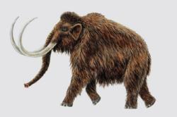 Long extinct, the woolly mammoth may be back with the help of Russian and Korean scientists